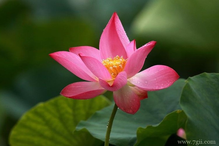 衡水市的市花是什么？