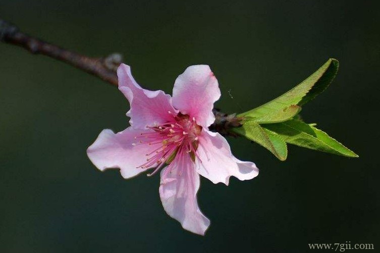 衡水市的市花是什么？