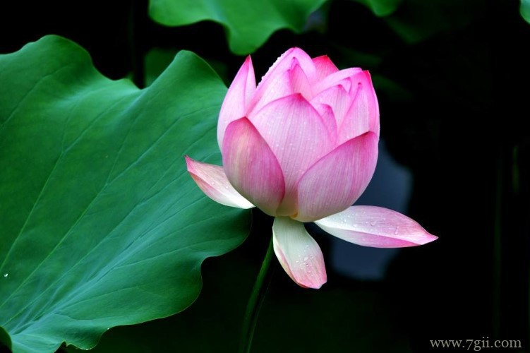 衡水市的市花是什么？