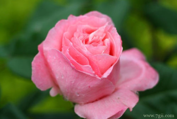 廊坊市的市花是什么？