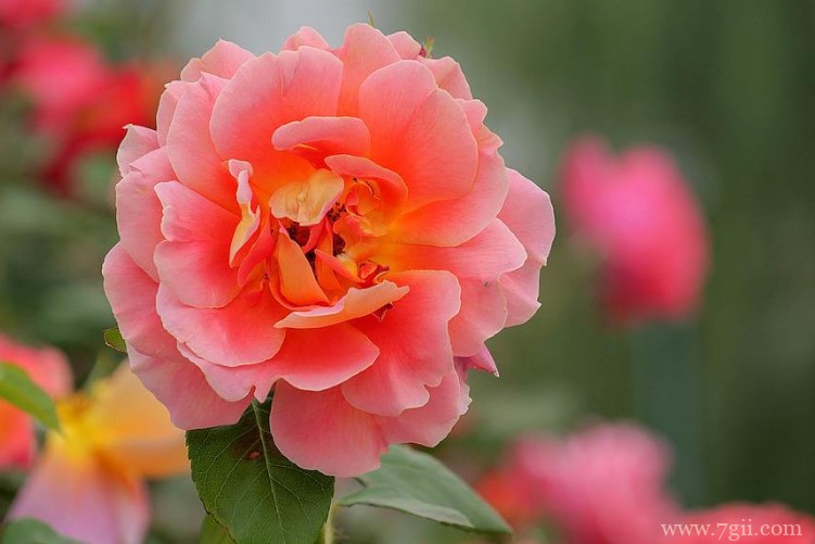 廊坊市的市花是什么？