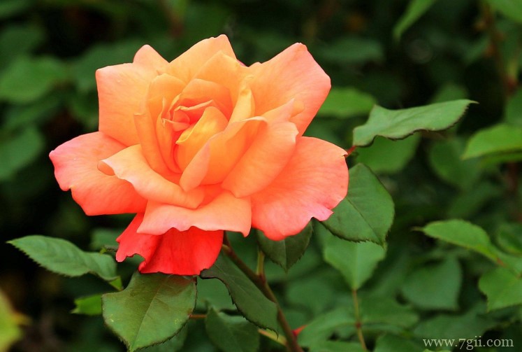 廊坊市的市花是什么？