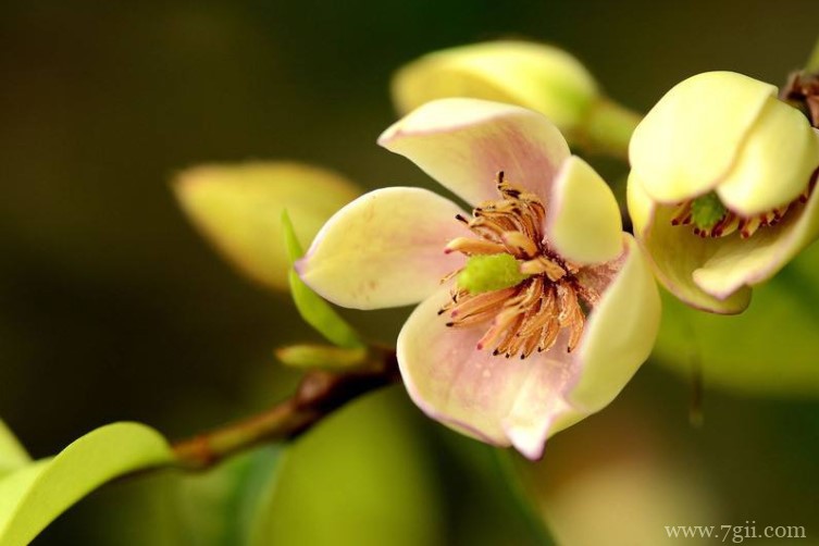 含笑花怎么养殖？