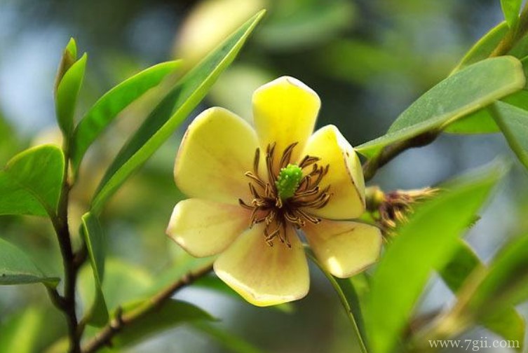 含笑花怎么养殖？