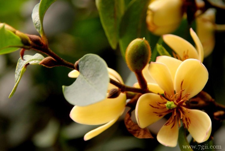 含笑花怎么养殖？