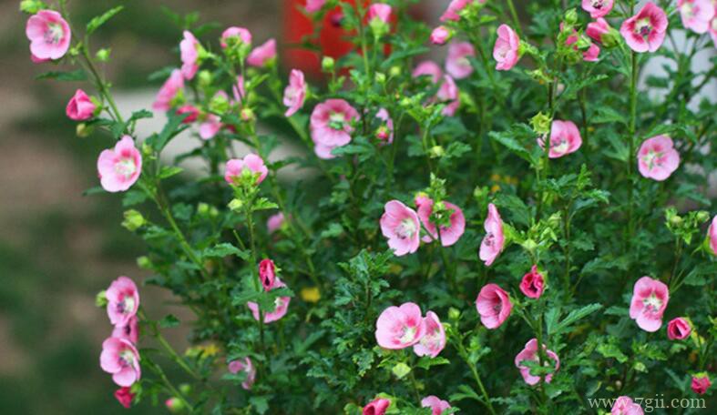 小木槿怎么浇水？