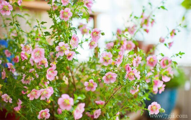 小木槿怎么浇水？