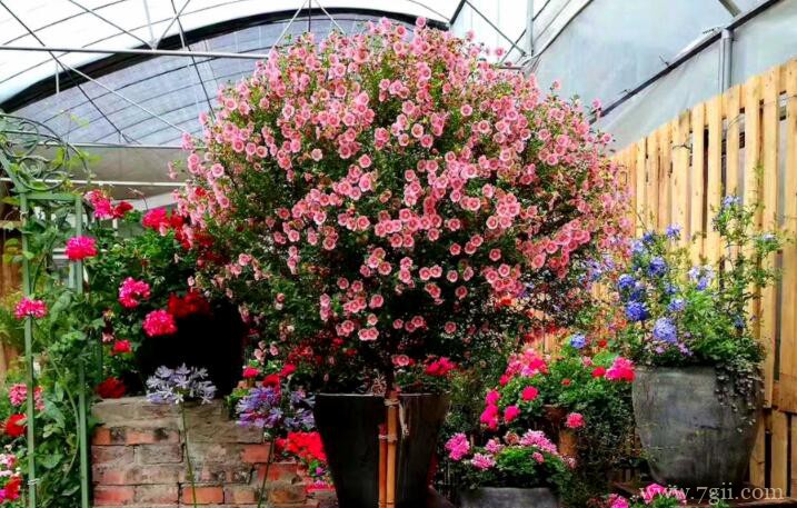 小木槿的养护方法和技巧