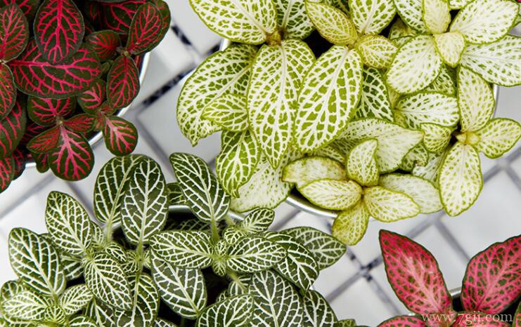 网纹草的养殖方法和注意事项