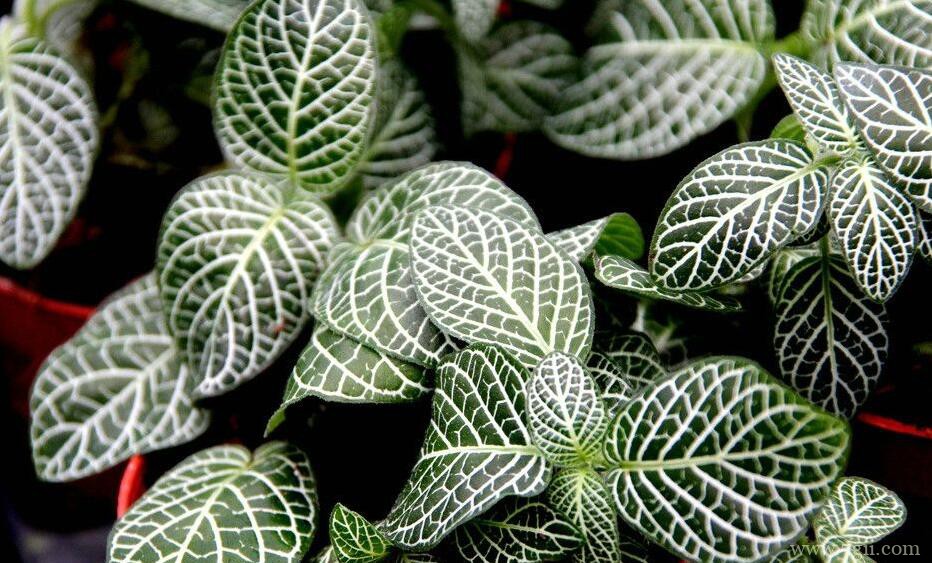 网纹草怎么养？网纹草的养殖方法