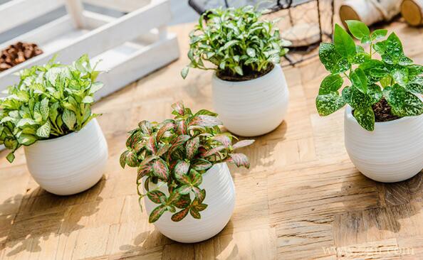 网纹草怎么种植？网纹草的种植技巧