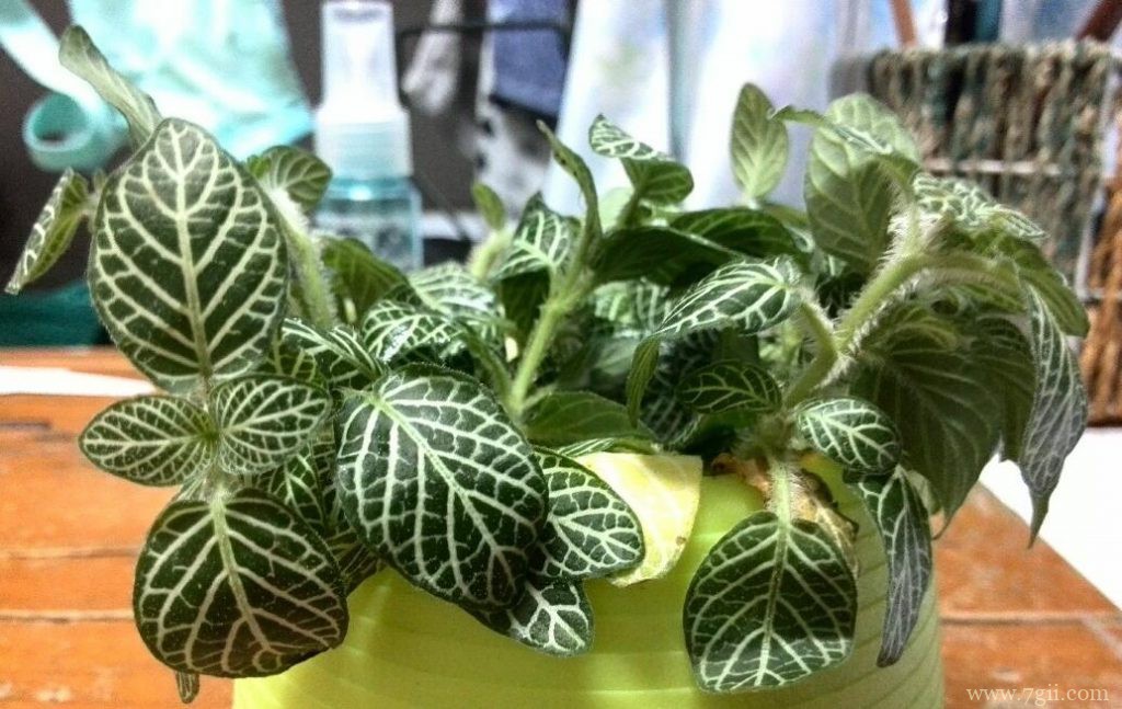 网纹草怎么种植？网纹草的种植技巧