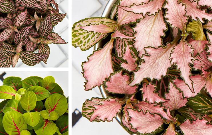 网纹草怎么种植？网纹草的种植技巧