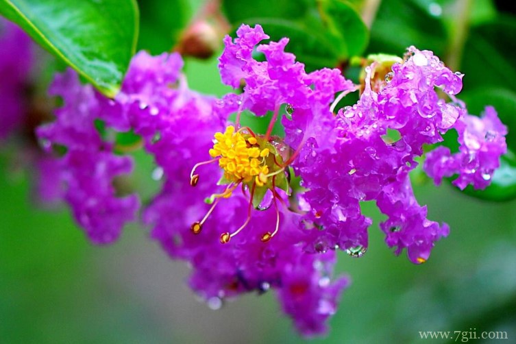 石狮市的市花是什么？