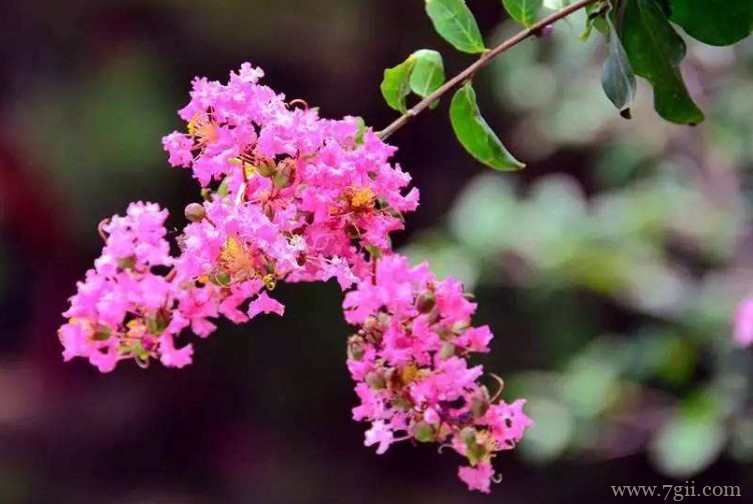 石狮市的市花是什么？