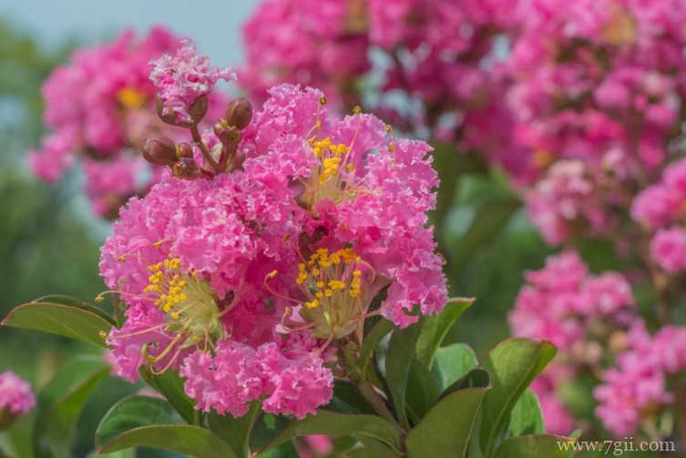 石狮市的市花是什么？