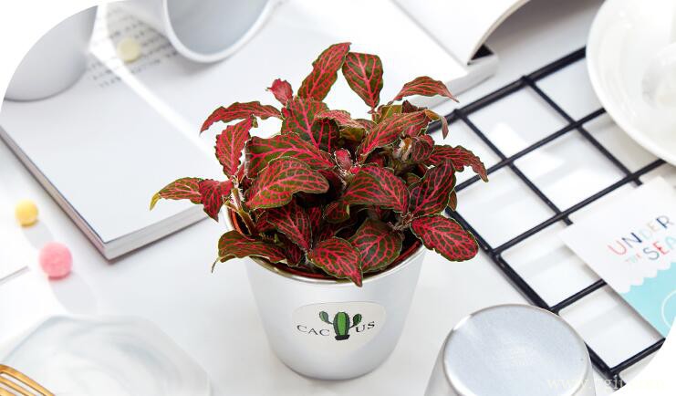 网纹草怎么养？