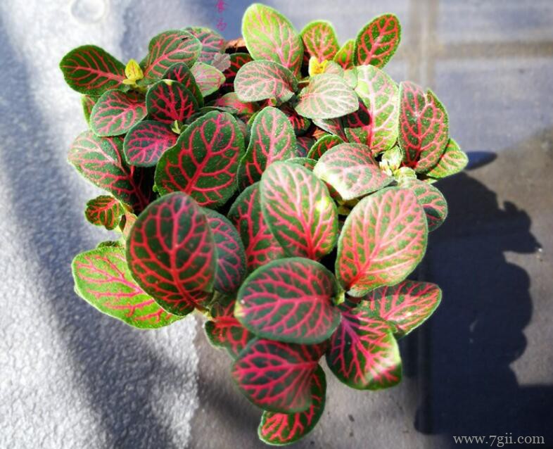 网纹草怎么养护？网纹草的日常养护方法