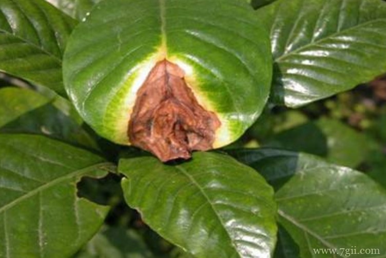 栀子花叶尖发黑干枯怎么回事？