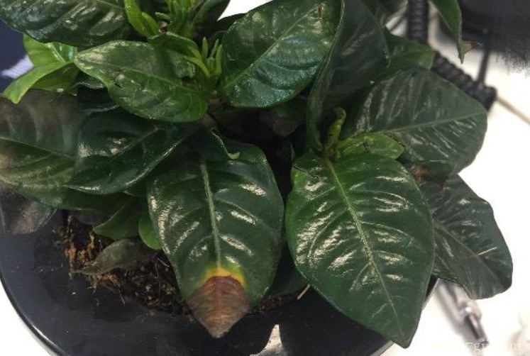 栀子花叶尖发黑干枯怎么回事？