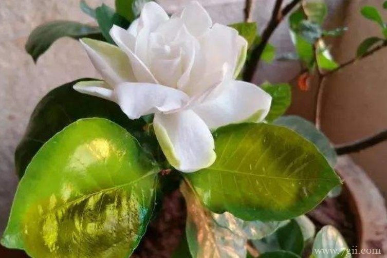 栀子花叶尖发黑干枯怎么回事？