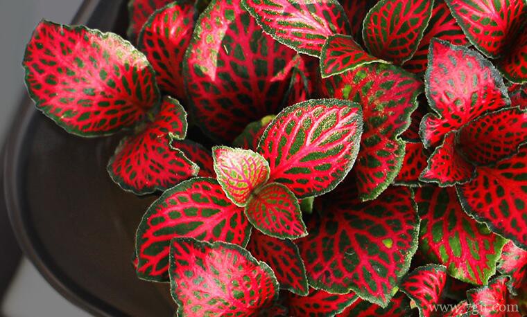 网纹草养护有诀窍，学会这几招，越养越好