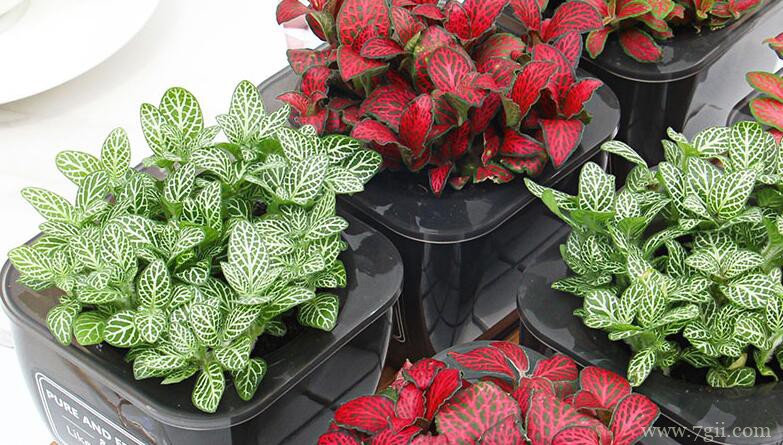 网纹草叶子发蔫、变干、掉叶怎么办？学会这几招，轻松爆盆