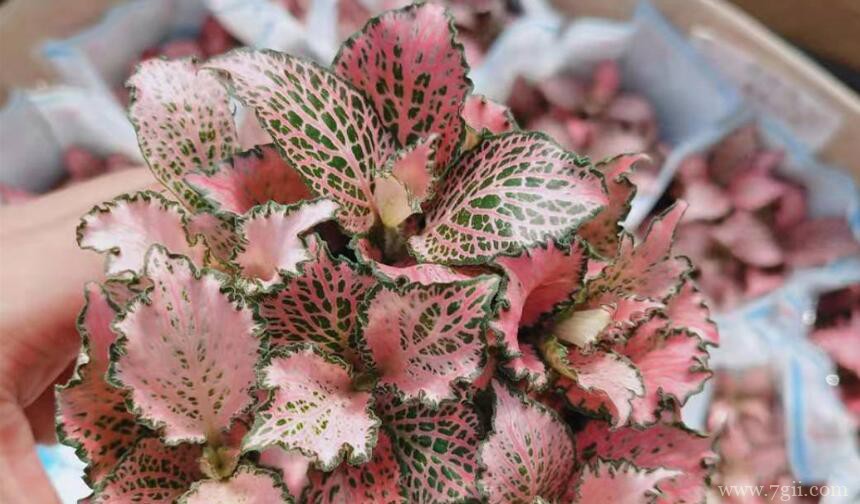 网纹草怎么扦插繁殖？网纹草的扦插方法和步骤