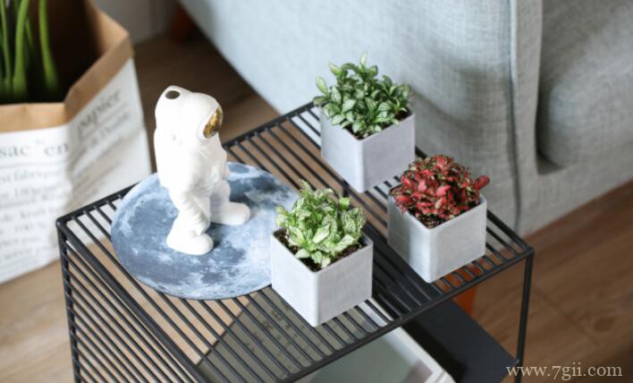 网纹草为什么长着长着全趴下了？