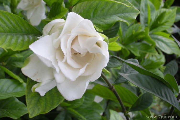 橘子花是栀子花吗？栀子花和橘子花有什么区别？