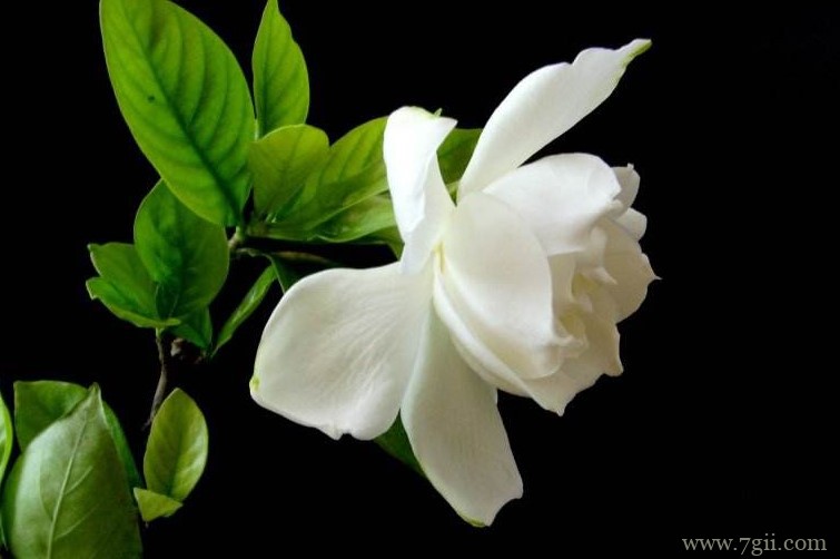 橘子花是栀子花吗？栀子花和橘子花有什么区别？