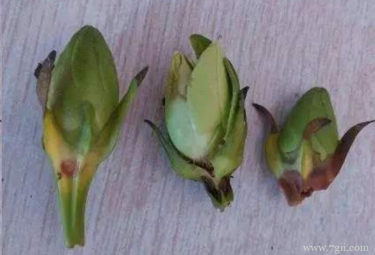 栀子花的花苞脱落是什么原因？