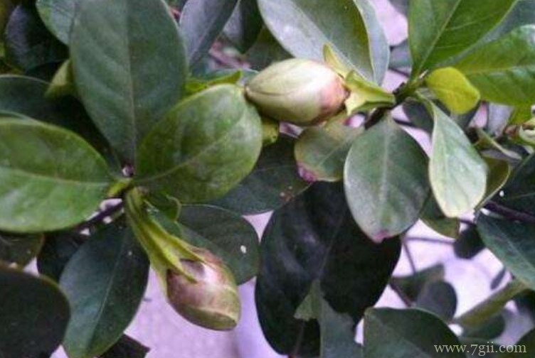 栀子花的花苞脱落是什么原因？