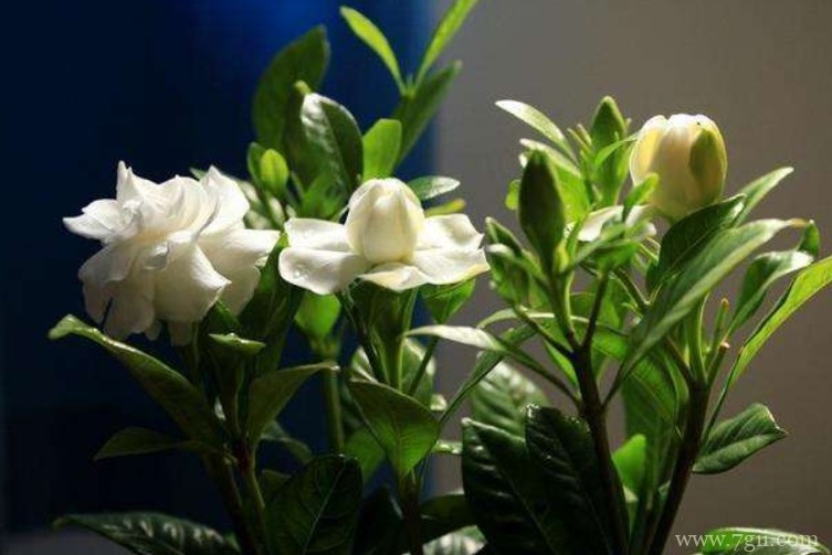 栀子花的花苞脱落是什么原因？