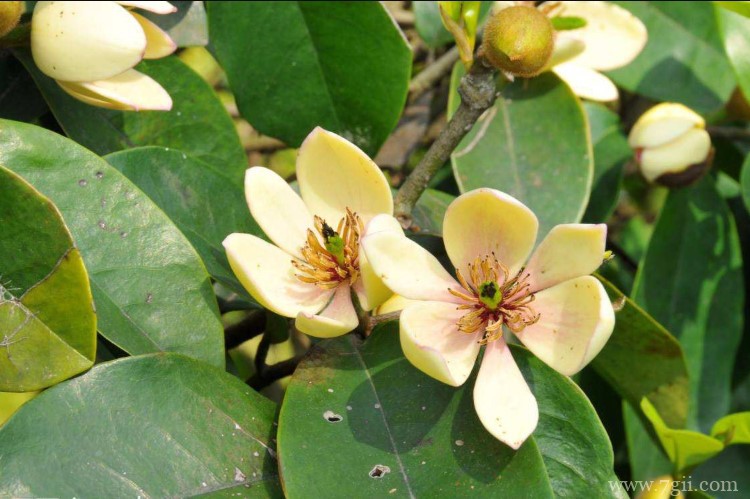 含笑花叶子变黄是什么原因？