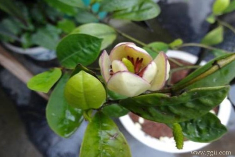 含笑花叶子变黄是什么原因？