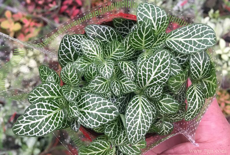 网纹草叶片发软的原因及解决方法