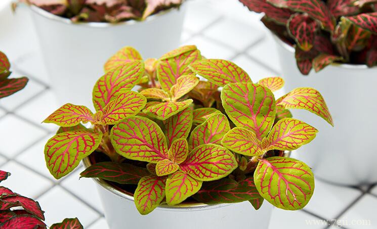 网纹草叶片发软的原因及解决方法