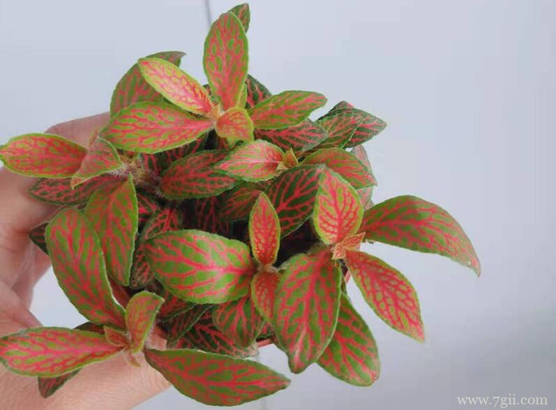 网纹草多久浇水一次？不同季节浇水量不同