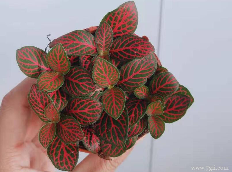 网纹草落叶怎么办？网纹草落叶的解决方法