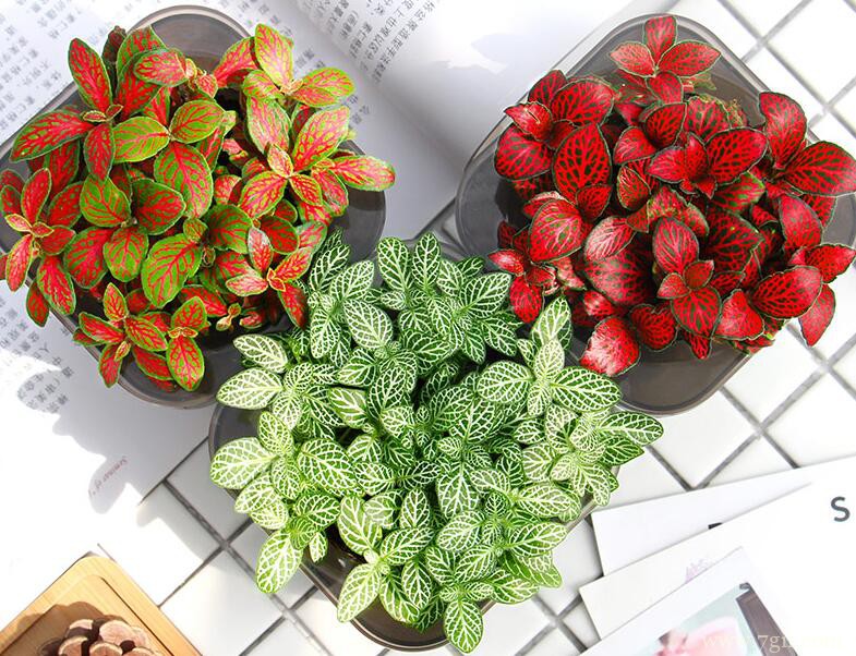 网纹草落叶怎么办？网纹草落叶的解决方法