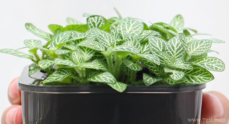 网纹草落叶怎么办？网纹草落叶的解决方法