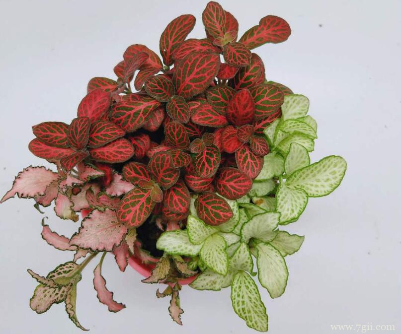 网纹草常见的病虫害及防治方法