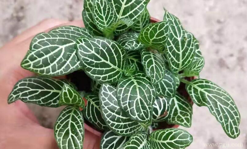 网纹草怎么换盆？