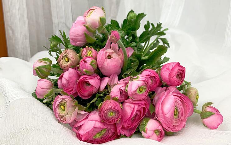 洋牡丹的图片大全，洋牡丹高清图片！