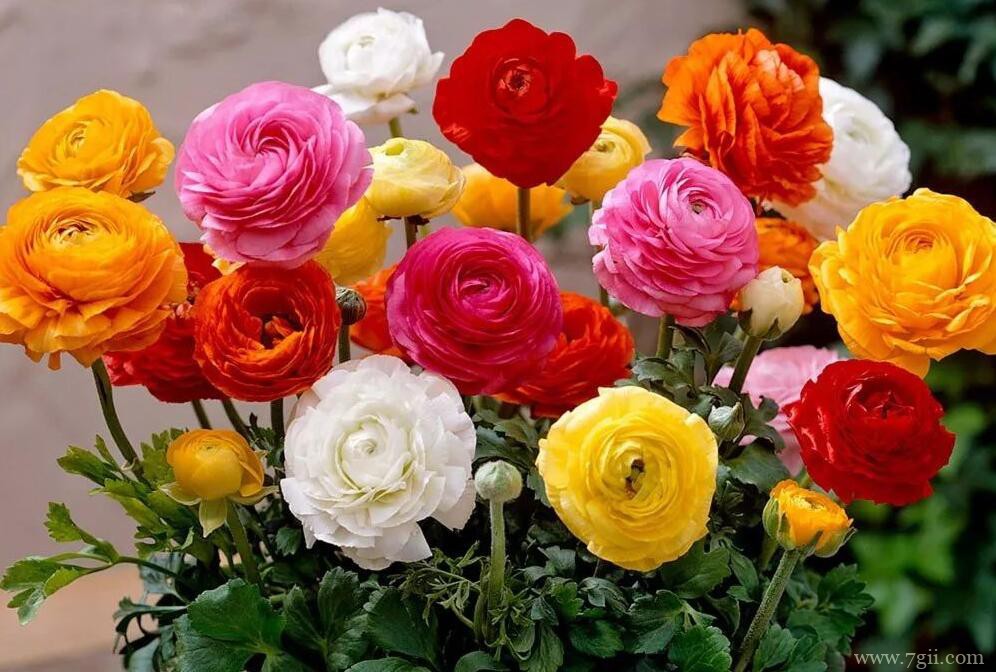 洋牡丹的图片大全，洋牡丹高清图片！