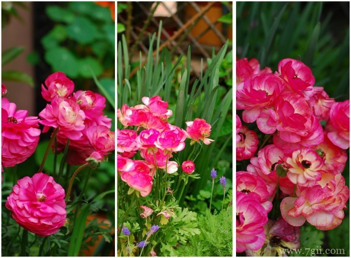 洋牡丹怎么养？洋牡丹的种植养护方法