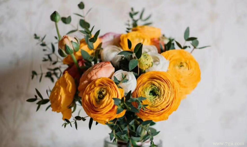 洋牡丹怎么养？洋牡丹的种植养护方法