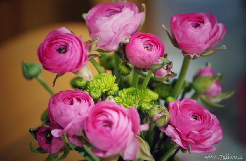 洋牡丹有毒吗？