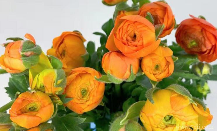 洋牡丹有毒吗？